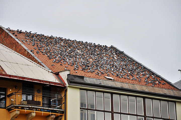 A2B Pest Control are able to install spikes to deter birds from roofs in Cottingham. 