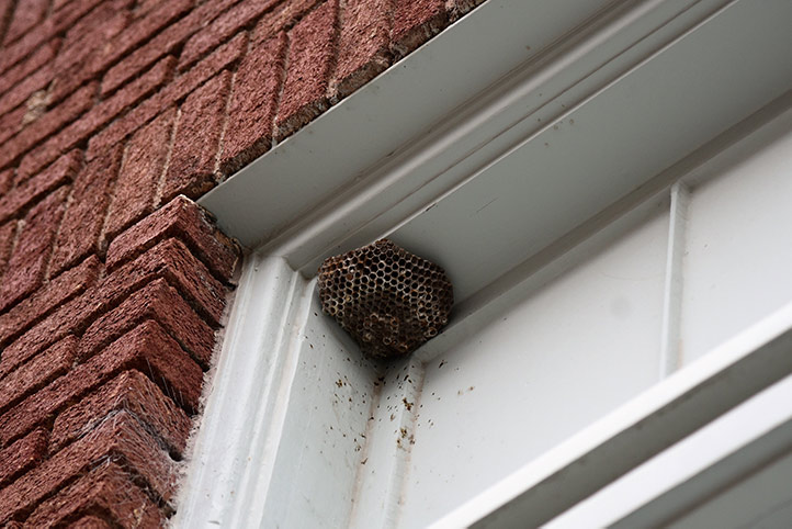 We provide a wasp nest removal service for domestic and commercial properties in Cottingham.